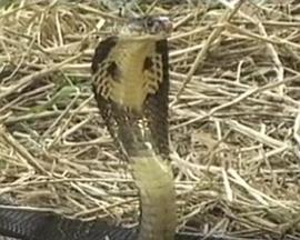 火豆网影视海报