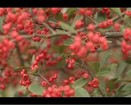 k频道000999影视海报